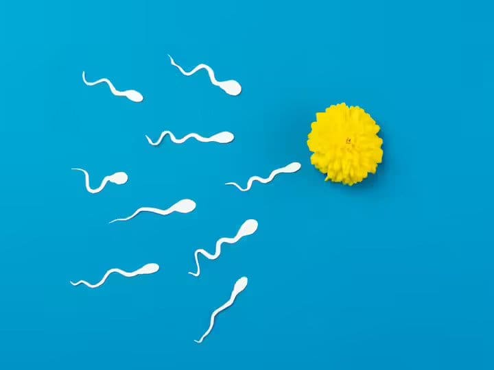 These are the five foods by which sperm quality can be improved you should also know their names ये हैं वो पांच चीज़ें जिन से स्पर्म क्वािलिटी को बनाया जा सकता है बेहतर...आप भी जानिए इनके नाम