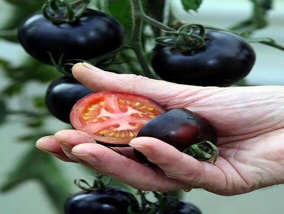 Forget red...now farmers will earn lakhs from black tomatoes Black Tomato: ખેડૂતોએ કરી કમાલ, લાલ બાદ હવે કાળા ટામેટાંથી કરશે લાખોની કમાણી