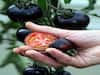 Black Tomato: ખેડૂતોએ કરી કમાલ, લાલ બાદ હવે કાળા ટામેટાંથી કરશે લાખોની કમાણી