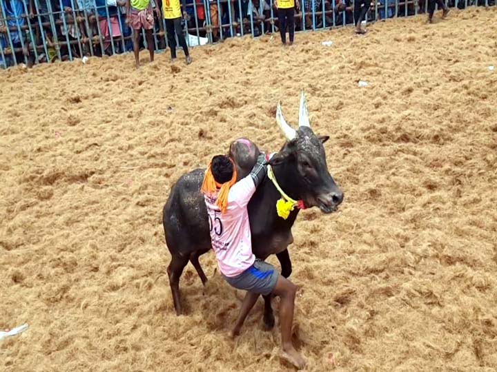 திண்டுக்கல்லில் ஜல்லிக்கட்டு போட்டி -  ஆர்வத்துடன் களம் இறக்கப்பட்ட காளைகளுடன் விளையாடிய வீரர்கள்