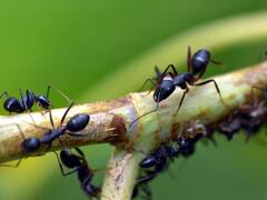 खुद के बनाए गोल चक्कर में फंसकर ही जान दे देती हैं चीटियां, जानिए क्यों करती हैं ऐसा