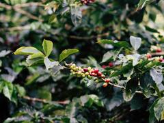 ​कॉफी पीने के शौकीन हैं तो जान लीजिए कैसे होती है इसकी खेती...