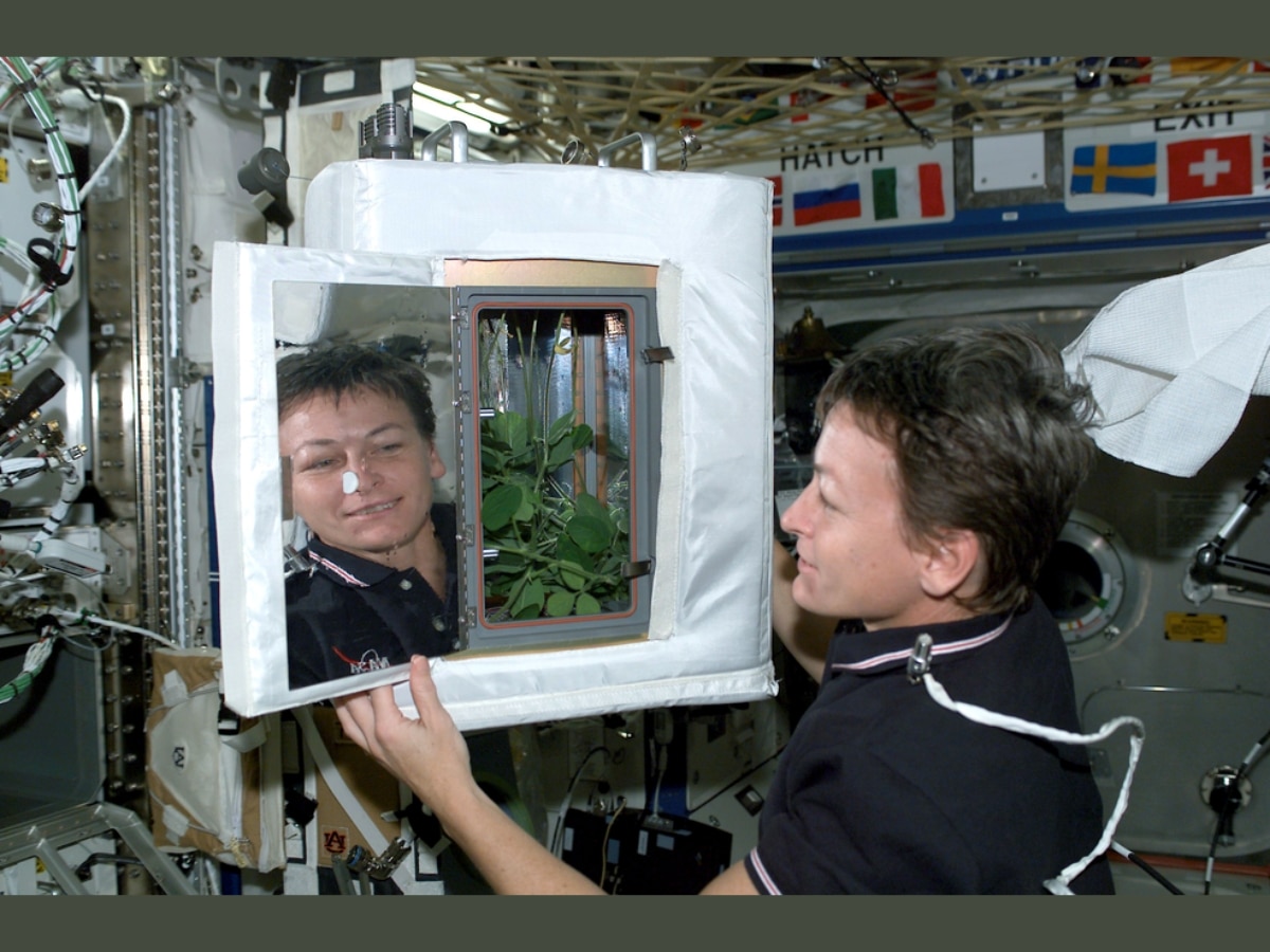 This is an image of NASA astronaut Peggy Whitson observing the Advanced Astroculture soybean plant growth experiment. The Advanced Astroculture system has been used on Earth for air purification, including prolonging the shelf life of fruits and vegetables in grocery stories, and developing air purifiers to eliminate SARS-COV-2 (Photo: NASA)