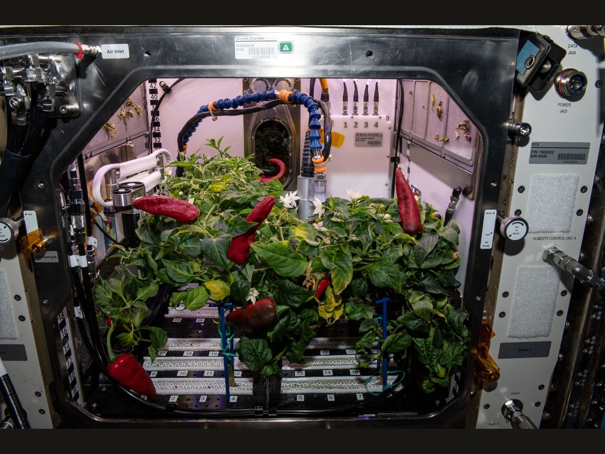 Chilly peppers grown on the space station (Photo: NASA)