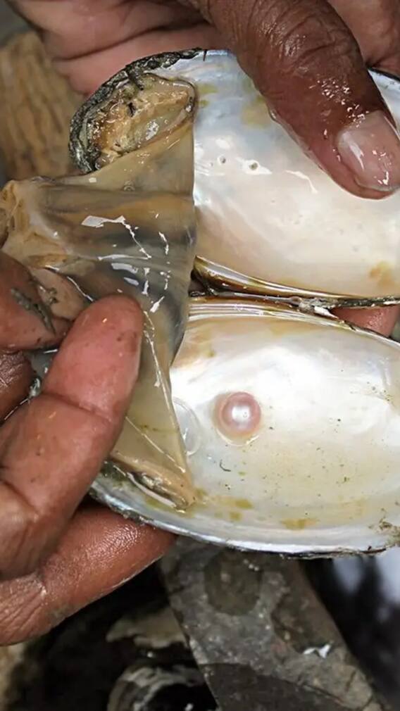 कैसे होती है मोती की खेती? लाखों की है कमाई