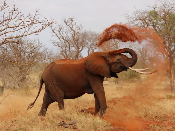 Elephants trunk is considered to be the most dangerous part of its body read what it does with it हाथी के शरीर का सबसे बड़ा हिस्सा है उसकी 'सूंड', पढ़िए ये इससे क्या-क्या करता है