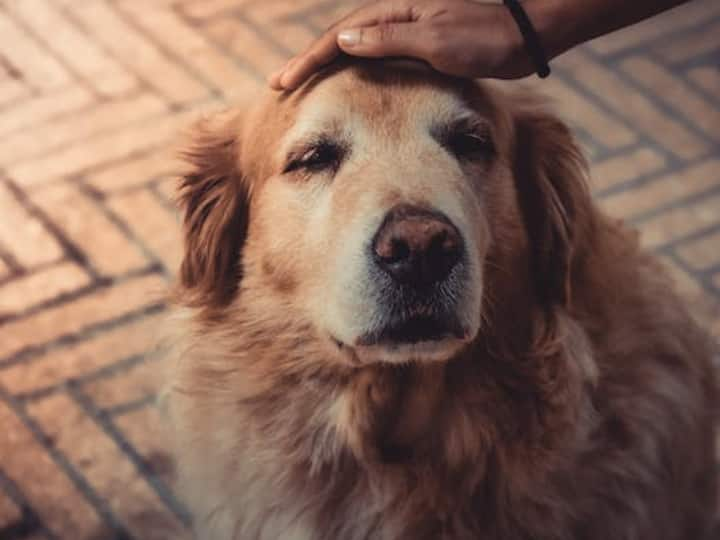 Worlds oldest dog name is bobi his age is 31 years has world record of oldest living dog दुनिया का सबसे बूढ़ा कुत्ता, देखिए कितनी है इसकी उम्र... बहुत कम मिलते हैं इतने उम्रदराज कुत्ते!