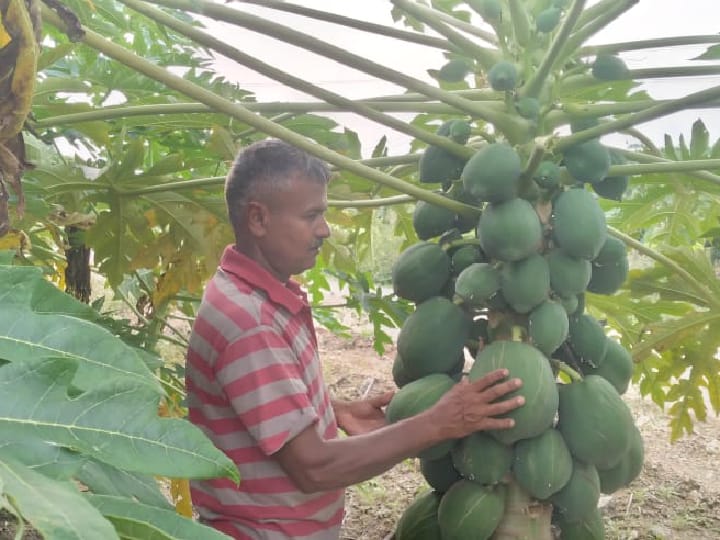 குருத்துப்பூச்சி தாக்குதலால் கைக்கொடுக்காத மக்காச்சோளம்.. பப்பாளி சாகுபடிக்கு மாறும் விவசாயிகள்!