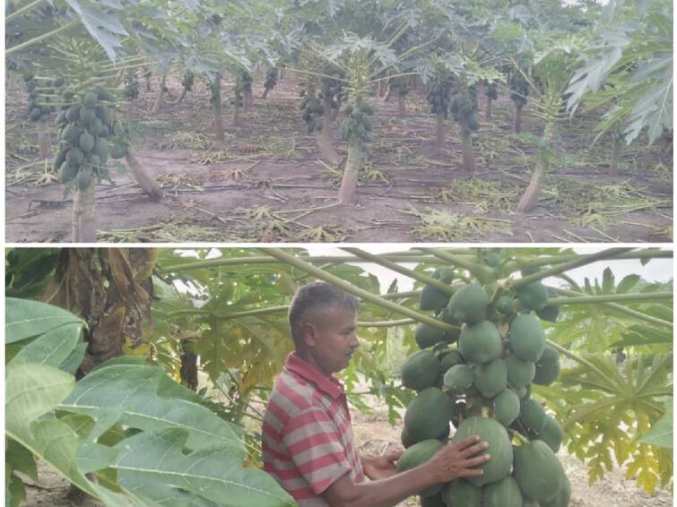 Maize not yielding to beetle attack-Farmers switching to papaya cultivation குருத்துப்பூச்சி தாக்குதலால் கைக்கொடுக்காத மக்காச்சோளம்.. பப்பாளி சாகுபடிக்கு மாறும் விவசாயிகள்!