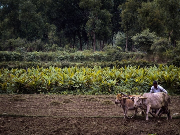 agriculture news Apply for Pradhan Mantri Crop Insurance Yojana, Agriculture Commissioner Appeal Pik Vima : प्रधानमंत्री पीक विमा योजनेसाठी अर्ज करा, कृषी आयुक्त सुनिल चव्हाणांचे शेतकऱ्यांना आवाहन