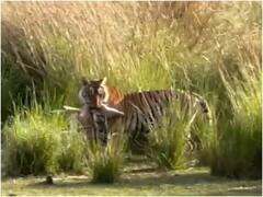 झाड़ियों में छुपे बाघ ने अचानक हमला कर हिरण को बनाया शिकार, दिल दहला देगा वीडियो