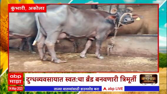 Saat Barachya Batmya : 7/12 :अकोल्यात काळे बंधूंच्या डेअरीची हवा, दुग्धव्यावसायातून लाखाोंचं उत्पन्न