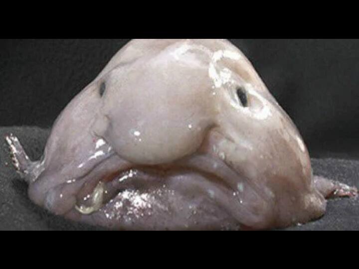 Blobfish is the most ugliest Fish in the world does not contain bones and flesh मिलिए बिना हड्डी और मांस वाली दुनिया की सबसे बदसूरत मछली से