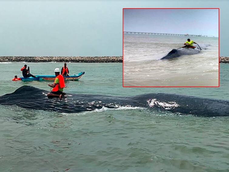 100 feet long giant whale washed ashore at Karaikal harbor unable to swim TNN காரைக்கால் துறைமுகத்தில் நீந்தமுடியாமல் கரை ஒதுங்கிய 100 அடி நீளம் கொண்ட ராட்சத திமிங்கலம்