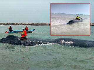 100 feet long giant whale washed ashore at Karaikal harbor unable to swim TNN காரைக்கால் துறைமுகத்தில் நீந்தமுடியாமல் கரை ஒதுங்கிய 100 அடி நீளம் கொண்ட ராட்சத திமிங்கலம்