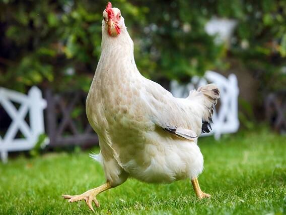 Agriculture : Pebbles are Given to Chickens to Eat its Effect Falls on Eggs Agriculture : મરઘીઓને કેમ ખવડાવાય છે કાંકરા અને પથ્થર? ચોંકાવનારૂ કારણ આવ્યું સામે