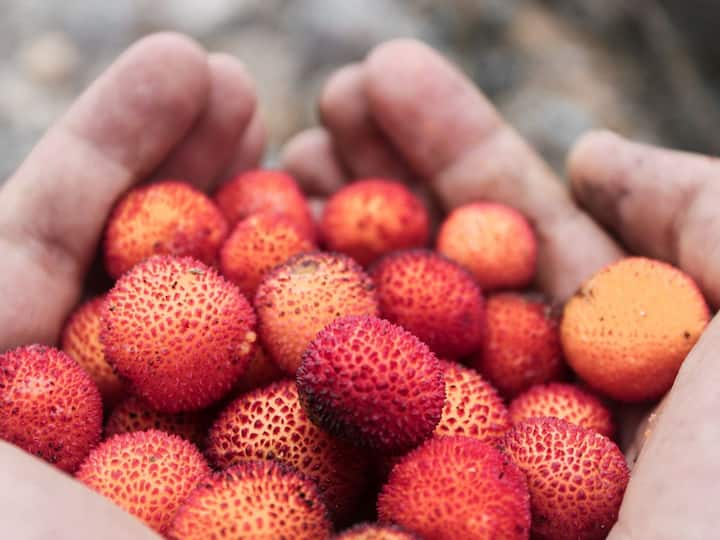 Lychee Health Benefits: লিচুর মধ্যে থাকা প্রচুর পরিমাণ ভিটামিন সি হজমশক্তি বৃদ্ধি করে। অর্থাৎ খাবার সহজে হজম করিয়ে দেয় এই ফল।