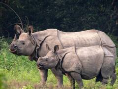 क्या बुलेटप्रूफ जैकेट गैंडे की खाल से बनती है? जानिए सच्चाई क्या है और कितनी मजबूत होती है इसकी चमड़ी