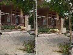 चमकदार दरवाजे में खुद को दूसरी भेड़ समझ किया हमला, वीडियो देख नहीं रुकेगी हंसी