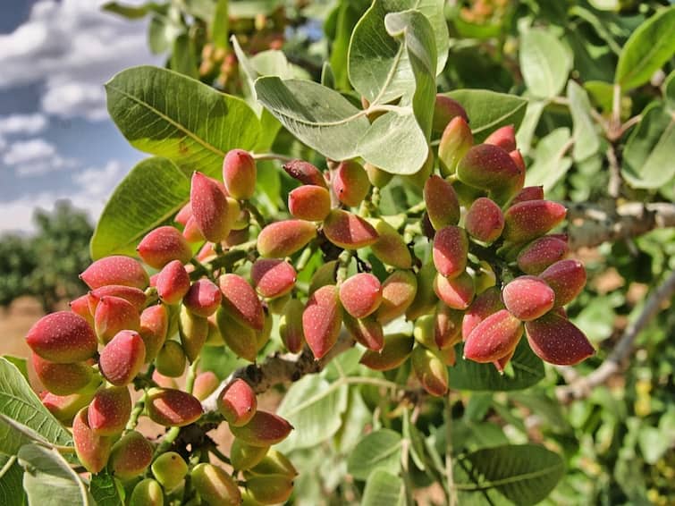 Benefist of pistachio nuts in tamil here are the details Health பிஸ்தா சாப்பிட்றதால இவ்ளோ