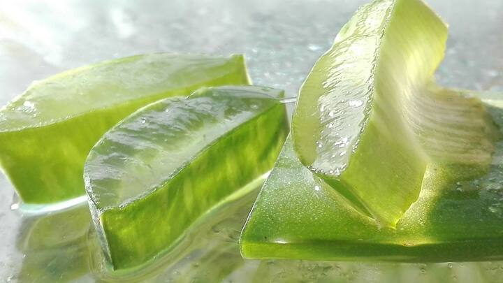 Aloe Vera:চিকিৎসা ও ত্বকচর্চার কাজে অ্যালোভেরার ব্যবহার অতীত থেকেই চলে আসছে। কিন্তুগরমের সময় ত্বকের খেয়াল রাখতে এটির যে জুড়ি মেলা ভার, সেটি হয়তো আমাদের অনেকেরই জানা নেই।