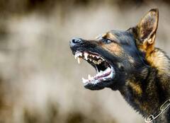 कुत्रा मागे लागला म्हणून पळाला अन् गाडीनं उडवलं! सात दिवसांपासून मुलगा अर्धवट शुद्धीत