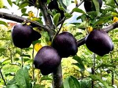 एकदा ब्लॅक अॅपलची चव चाखून बघाच, रेड अॅपल खाणं सोडून द्याल; पण त्याची किंमत ऐकून आश्चर्यचकीत