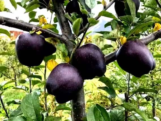 Eating Black Aapple :एकदा ब्लॅक अॅपलची चव चाखून बघाच, रेड अॅपल खाणं सोडून द्याल; पण त्याची किंमत ऐकून आश्चर्यचकीत व्हाल ! Eating Black Aapple :एकदा ब्लॅक अॅपलची चव चाखून बघाच, रेड अॅपल खाणं सोडून द्याल; पण त्याची किंमत ऐकून आश्चर्यचकीत व्हाल !