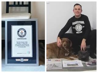 World oldest dog bobi turns 31 guinness world record here the secret to his life World Oldest Dog: உலகின் மிகவும் வயதான வயர்ப்பு நாய்... கின்னஸ் சாதனை படைத்த பாபி...