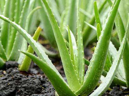 Skincare tips: 10 ways to use aloe vera during the summer months Skincare Tips: கொளுத்தும் வெயில்... சரும பராமரிப்பு பற்றிய கவலையா? கற்றாழை ஜெல் இருக்கே..!