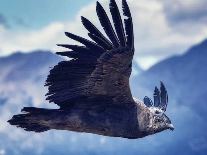 Andean Condor is the largest soaring bird that can fly without Flapping wings for 160 kilometer बिना पंख फड़फड़ाए 160 KM तक उड़ सकता है ये पक्षी, पंख की लंबाई कर देगी हैरान