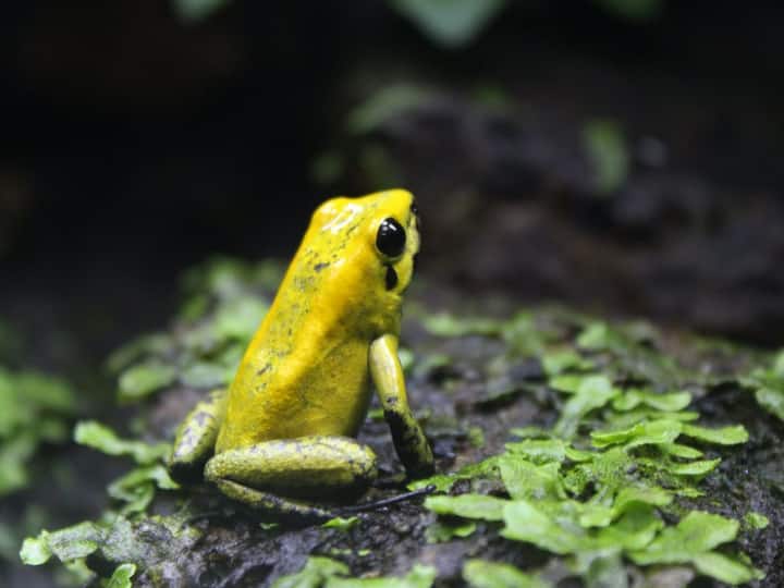 Golden Poison Frog Is The Most Poisonous Species Of The Frogs Touching