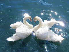Monogamous Animals: அடேங்கப்பா.. ஒரே பார்ட்னருடன் ஒட்டுமொத்த வாழ்க்கையும் வாழும் விலங்குகள் எது? எது? தெரியுமா..?