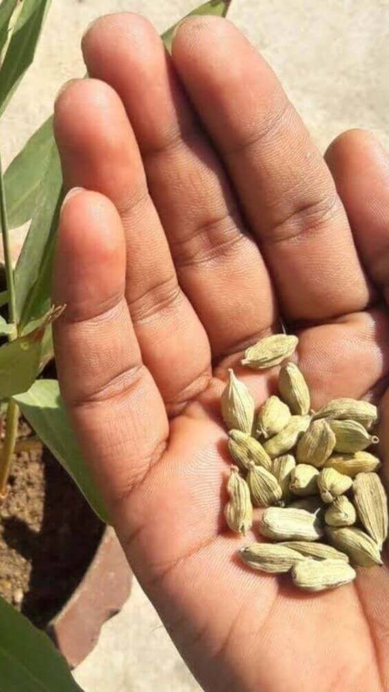 घर पर कैसे उगाएं 3000 रुपये किलो वाली इलायची?