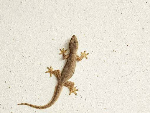 ਆਖ਼ਰਕਾਰ ਰੁਕ- ਰੁਕ ਕੇ ਕਿਉਂ ਦੌੜਦੀ ਹੈ ਛਿਪਕਲੀ ?