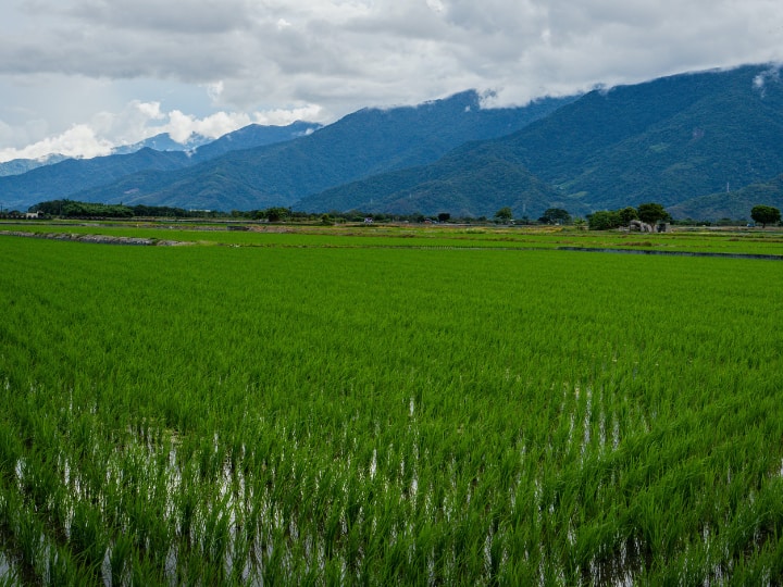 AI in Farming: खेती में एआई ऐसे कर सकता है मदद, जानिए खुद ChatGPT ने क्या बताया... How AI Can Help in Farming know what ChatGPT says AI in Farming: खेती में एआई ऐसे कर सकता है मदद, जानिए खुद ChatGPT ने क्या बताया...