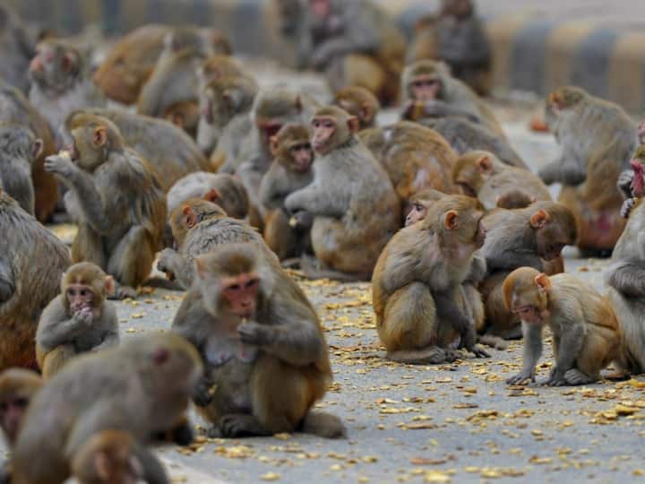 suspicious death of 40 monkeys in Hapur Poisoning angle being investigated UP News: हापुड़ में 40 बंदरों की संदिग्ध मौत से मचा हड़कंप, जहर देकर मारने की आशंका, जांच में जुटी पुलिस