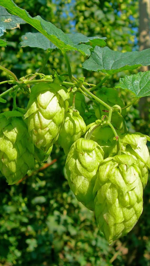 सबसे महंगी सब्जी कौन सी है?