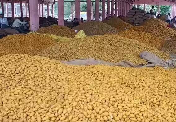 Hingoli apmc News Record arrival of turmeric in Hingoli will take three days for the farmers to sell Hingoli News:  हिंगोलीत हळदीची विक्रमी आवक;  विक्रीसाठी शेतकऱ्यांना तीन दिवस लागणार, प्रशासनाच्या ढसाळ नियोजनामुळे शेतकरी हैराण