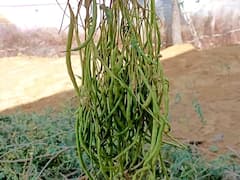 राजस्थान में काजू- बादाम से भी महंगी हुई ये सब्जी, दाम सुनकर आप भी रह जाएंगे हैरान