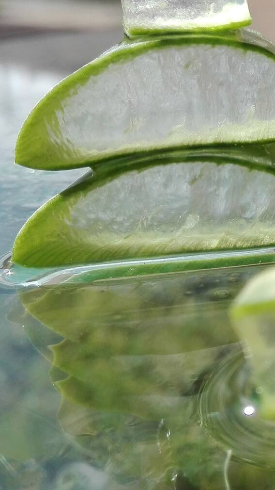 গরমে ত্বকচর্চা? ভরসা থাকুক অ্যালোভেরায়