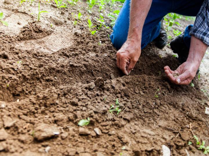 ​Free Seeds to Farmers in this state government will spent 60 crore ​इस राज्य की सरकार किसानों को देगी मुफ्त बीज, लाखों किसानों को होने वाला है बड़ा फायदा