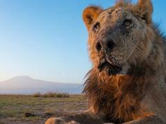 बुढापे में कैसी होती है शेर की जिंदगी? इस वजह से धीरे-धीरे दम तोड़ देता है जंगल का राजा