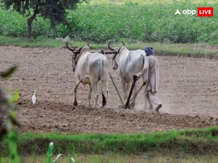 maharashtra news nashik news Start taking crop insurance for farmers in Nashik district but portal down Nashik Pik Vima : विमा समन्वयक नाही, कार्यालय नाही, पीक विमा काढू कसा? नाशिकच्या शेतकऱ्यांची तारांबळ 