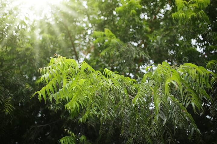 নিম গাছ  ভালো শক্তির প্রচার করে এবং এর স্বাস্থ্য-নিরাময় বৈশিষ্ট্যের কারণে এটি খুবই জনপ্রিয়।