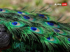 घर का वास्तु दोष दूर करता है मोर पंख, नवग्रह भी होते हैं शांत