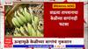 Hingoli Banana : वाढत्या तापमानाचा केळीच्या बागांना फटका, केळी बागांचं नुकसान : ABP Majha