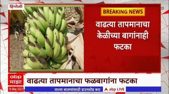 Hingoli Temperature: हिंगोलीत वाढत्या तापमानाचा केळीच्या बागांनाही फटका