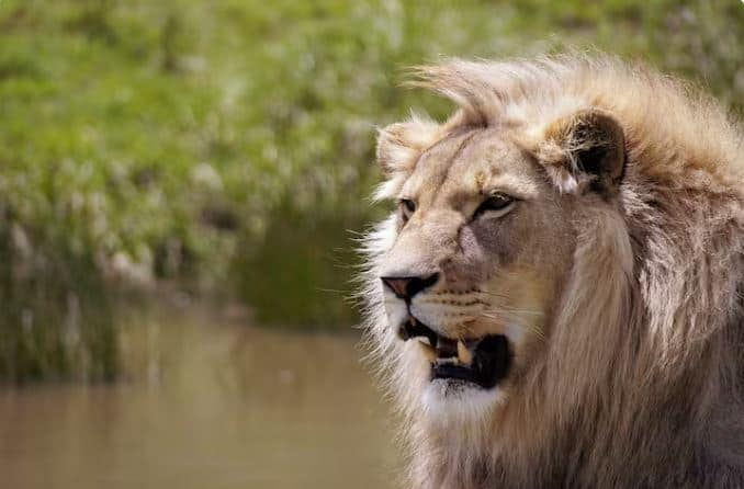 Lion Teeth Facts: ਜੰਗਲ ਦੇ ਰਾਜੇ ਬਾਰੇ ਬਹੁਤ ਸਾਰੀਆਂ ਕਹਾਣੀਆਂ ਅਤੇ ਸ਼ੇਰ ਨਾਲ ਜੁੜੇ ਕਈ ਤੱਥ ਹਨ, ਜਿਨ੍ਹਾਂ ਬਾਰੇ ਲੋਕ ਜਾਣਨਾ ਪਸੰਦ ਕਰਦੇ ਹਨ। ਤਾਂ ਆਓ ਅੱਜ ਜਾਣਦੇ ਹਾਂ ਸ਼ੇਰ ਦੇ ਦੰਦਾਂ ਬਾਰੇ...