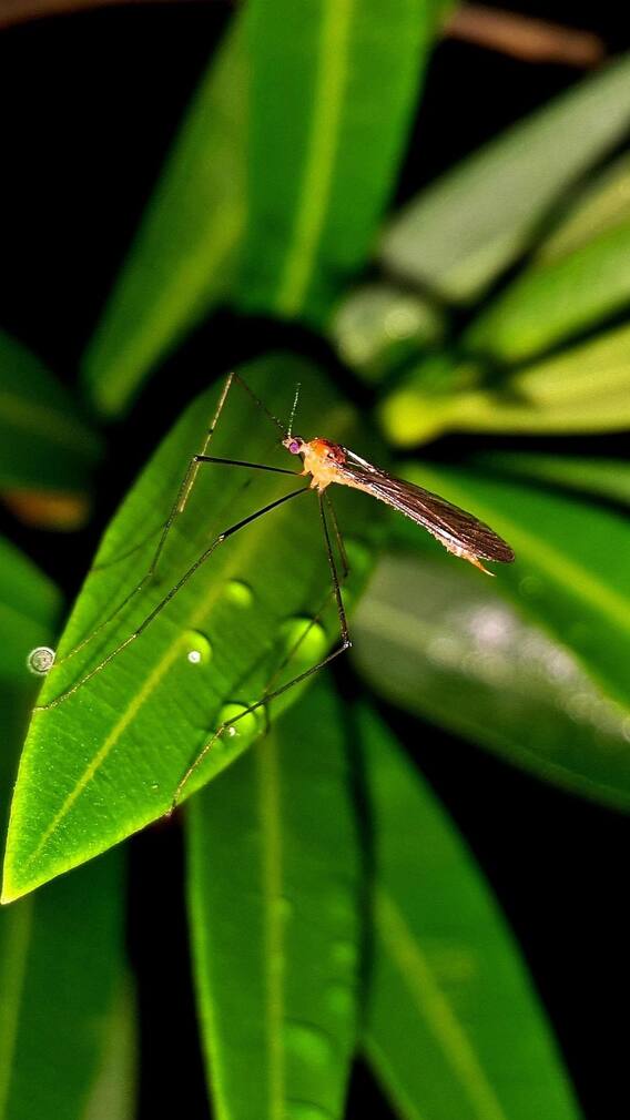 ডেঙ্গিতে কাবু? নজর থাকুক ডায়েটে